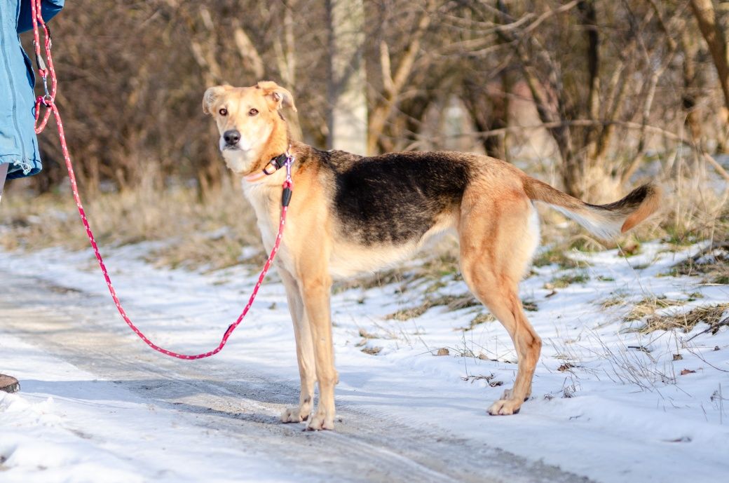 Stella w typie charta szuka domu