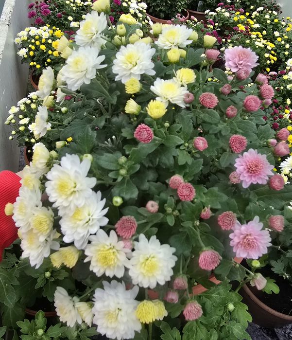 Wyprzedaż! Chryzantemy drobnokwiatowe kompozycje10-15zł