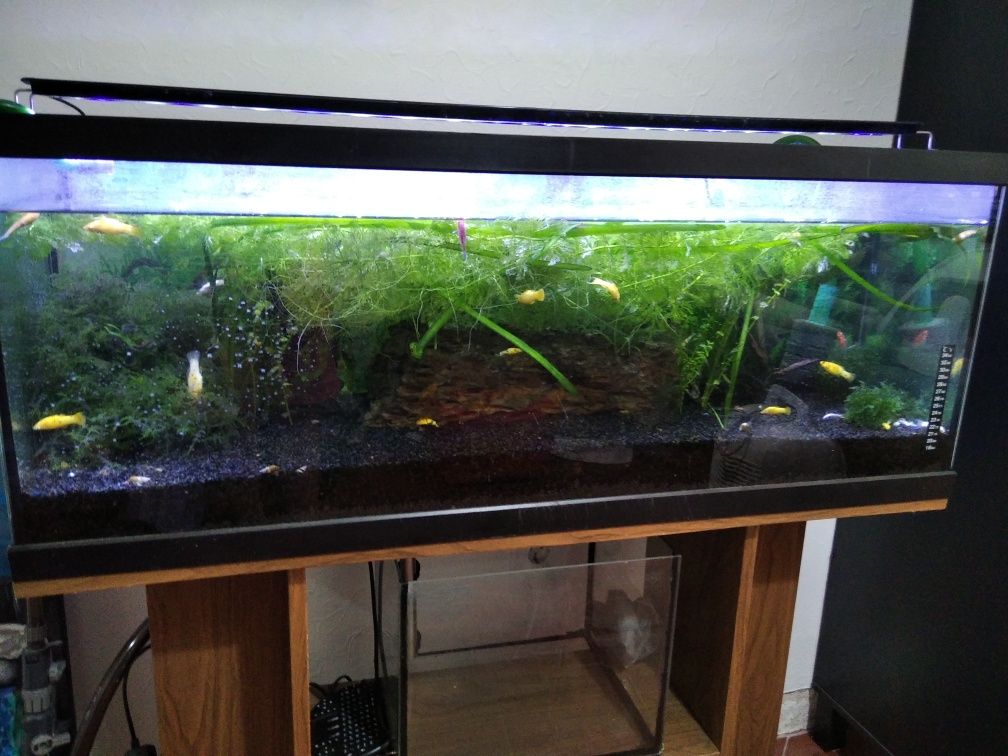 Aquário 1m com luz