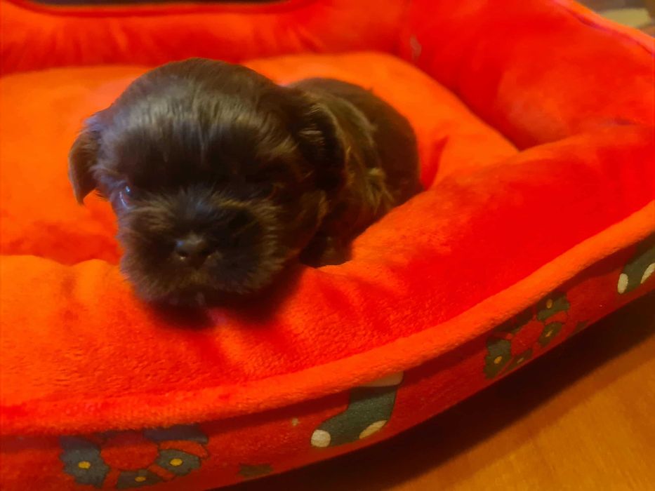 Suczka Shih Tzu  czekoladowa