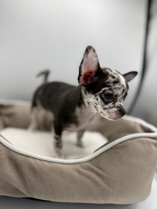 Piesek Chihuahua krótkowłosy Black Merle.