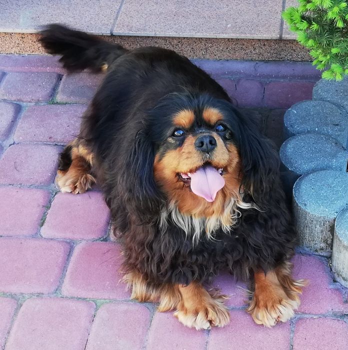 Cavalier King Charles spaniel suczka