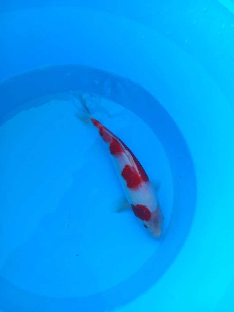 Carpas koi japonesas
