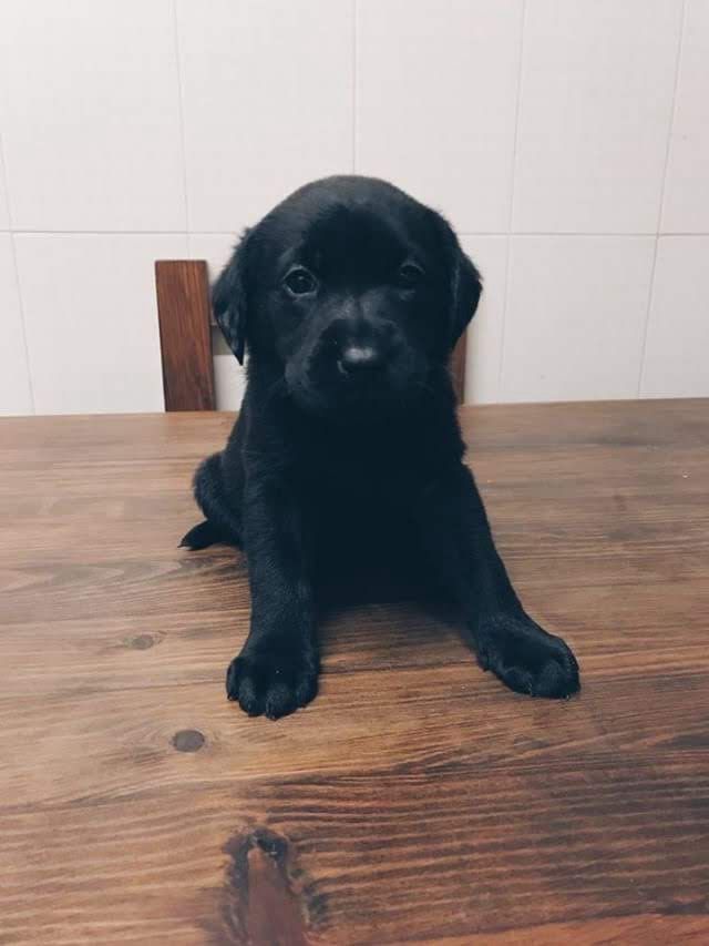 Labrador Macho 2 meses
