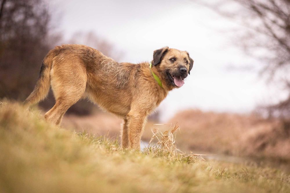Bono – mądry szorściak w typie border terrier szuka domu!