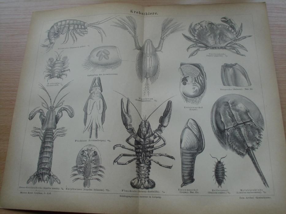 SKAMIELINY, ZWIERZĘTA 1878 r. oryginalne XIX w. grafiki