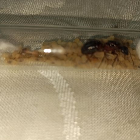 Camponotus ligpiperdum