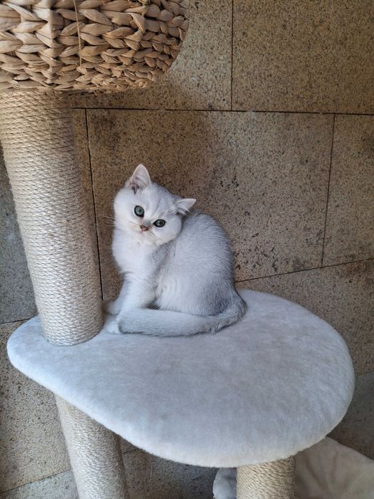 Gatinha British Shorthair