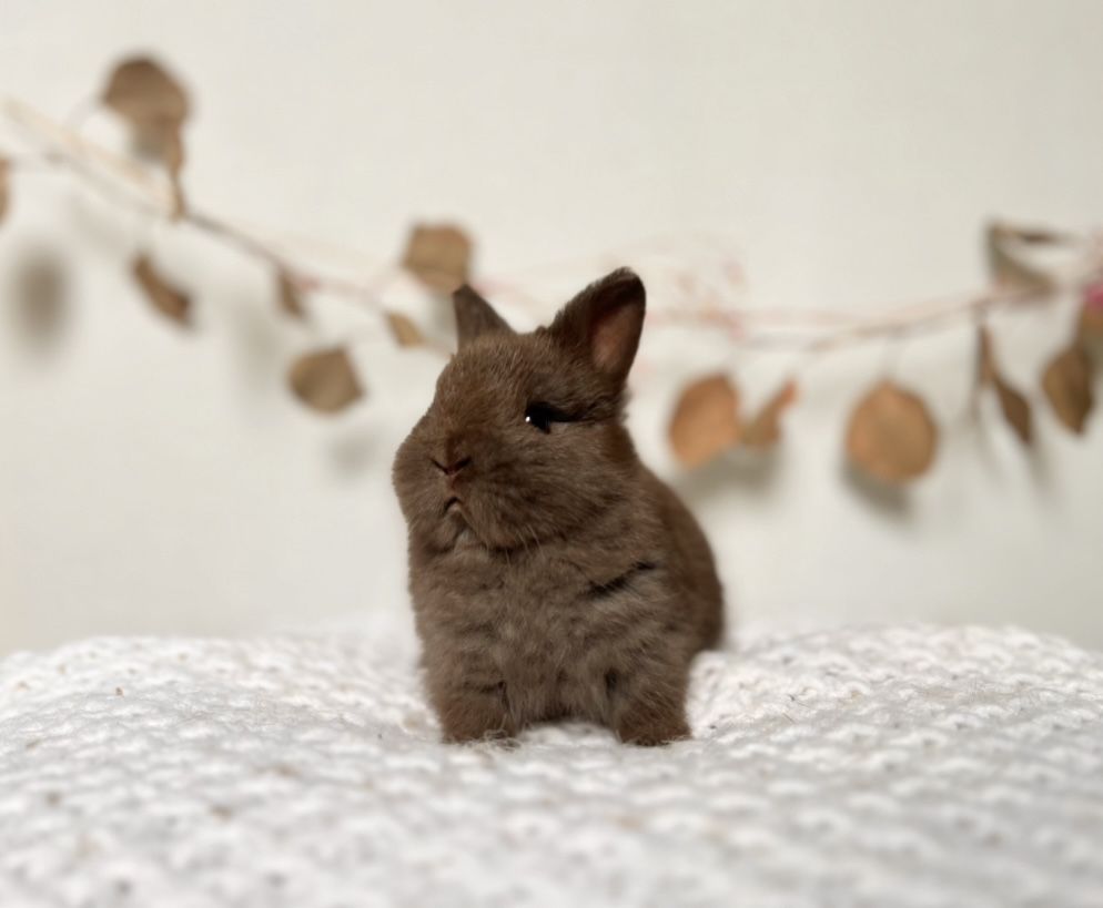 Króliczki Karzełki Teddy,Niderlandzkie,Mini lop Zarejestrowana hodowla