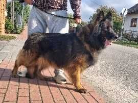 Owczarek niemiecki długowłosy suka