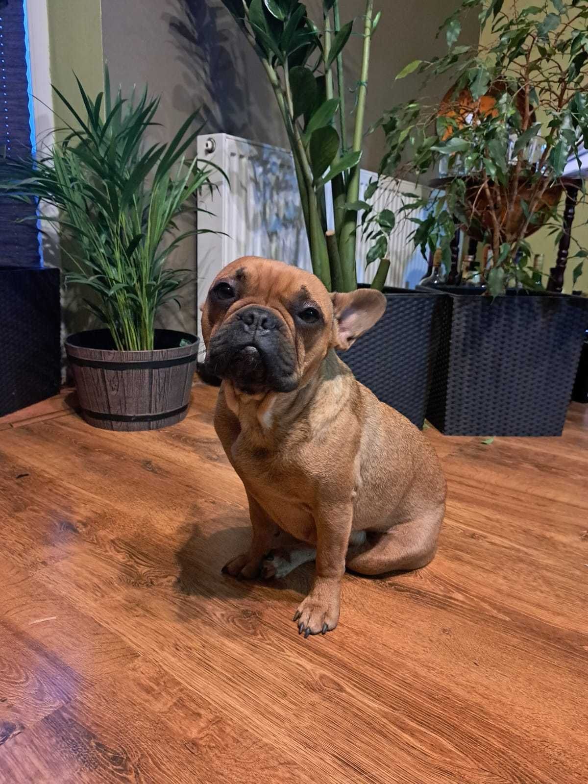 Buldog francuski