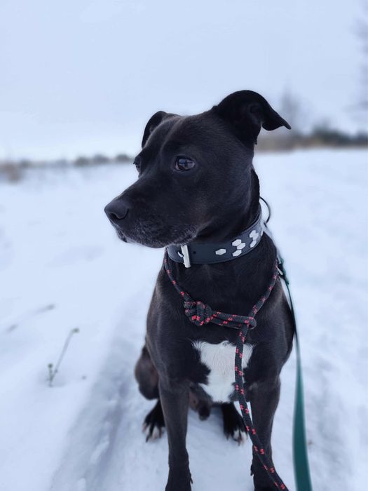 Nero w typie TTB odebrany z łańcucha