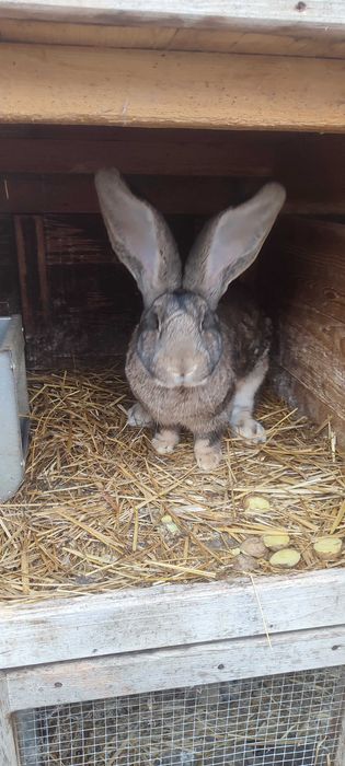 Sprzedam samca olbrzym belgijski