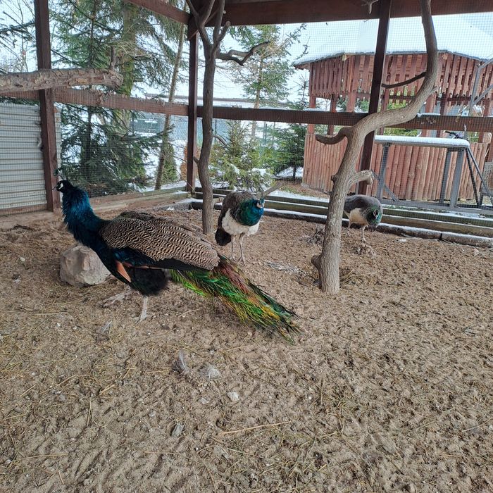 Sprzedam pawia samca