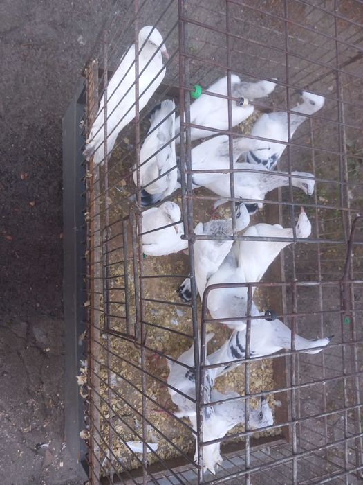 Sprzedam lot  gołębi