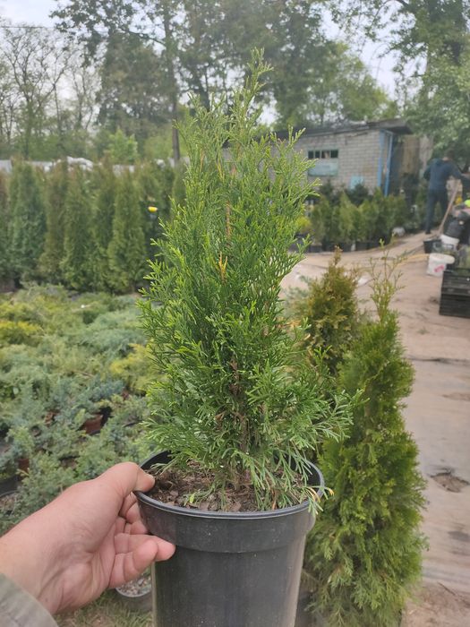 Туя Смарагд. 40см