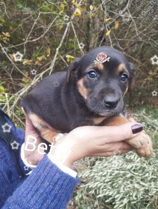 Betty para adoção muito responsável