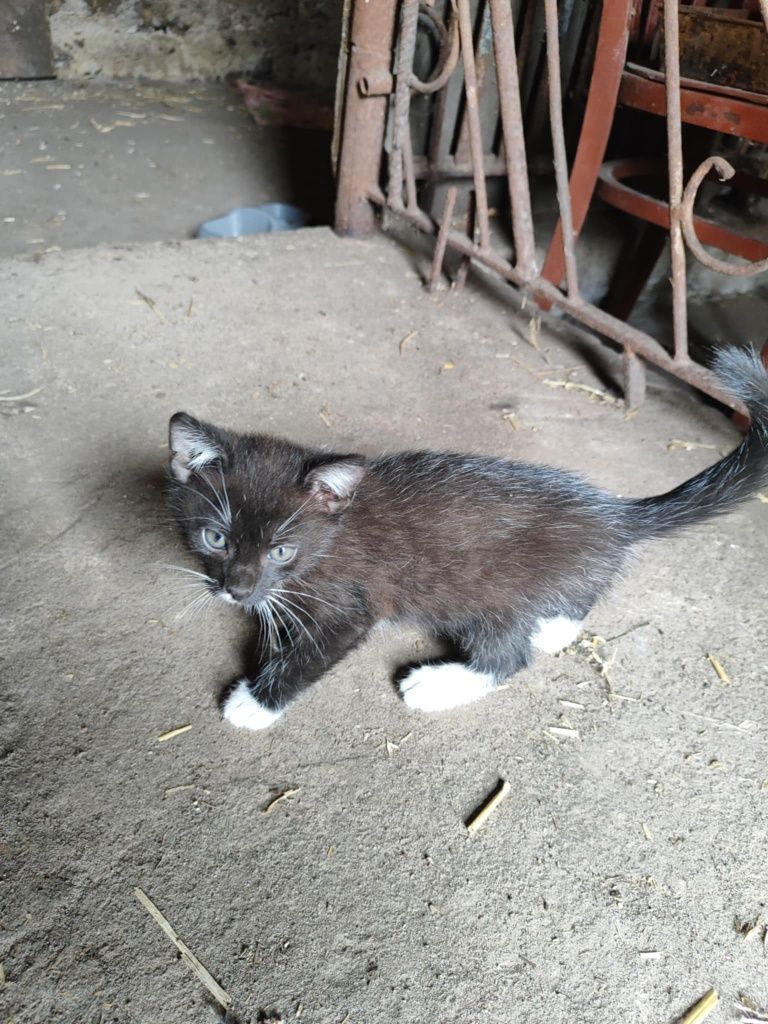 Oddam kotki w dobre ręce