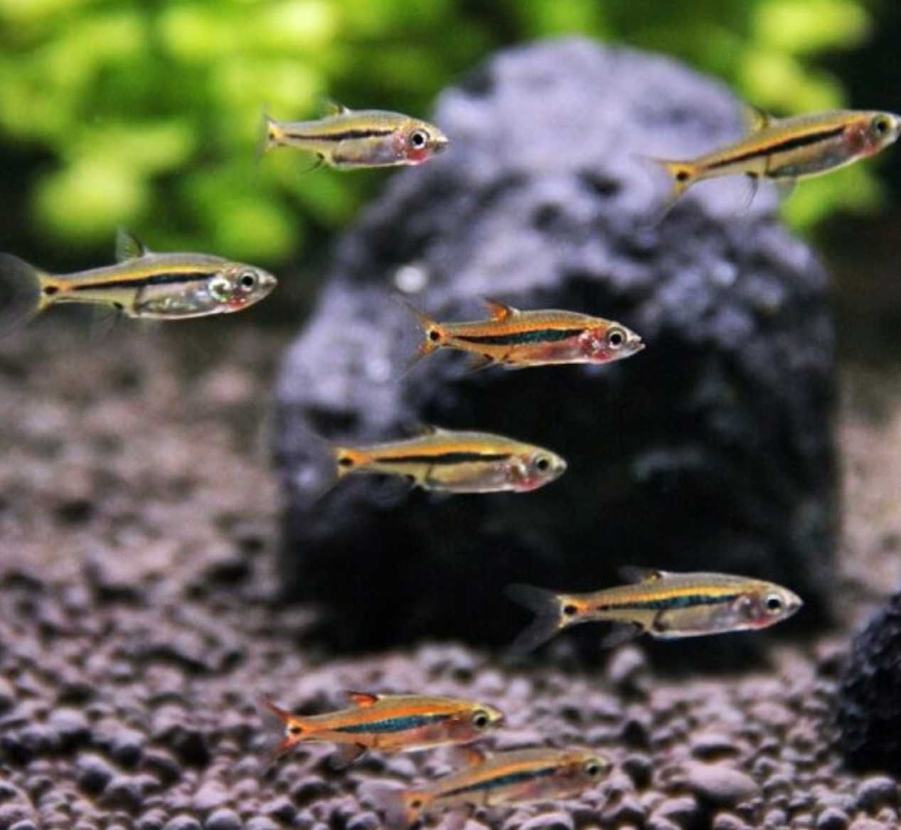 Razbora karłowata - Boraras urophthalmoides - Rasbora - dowóz, wysyłka