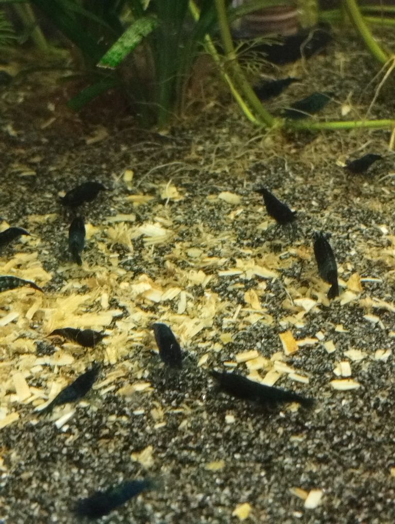 Krewetki neocardina Blue Velvet
