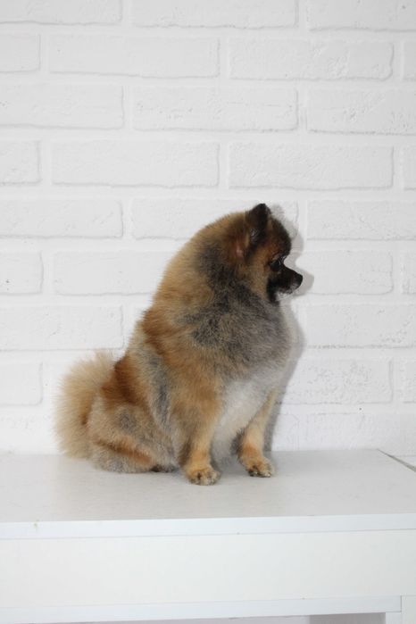 Груминг щпица ! Стрижка шпица !