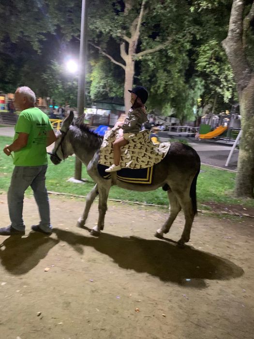 Burro 7 anos capado