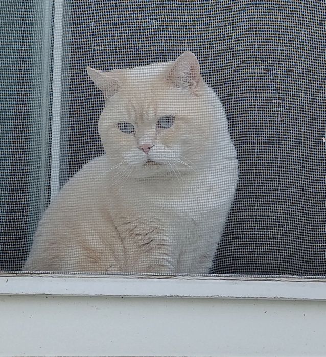 Шотландский скоттиш страйт е2133 Генри