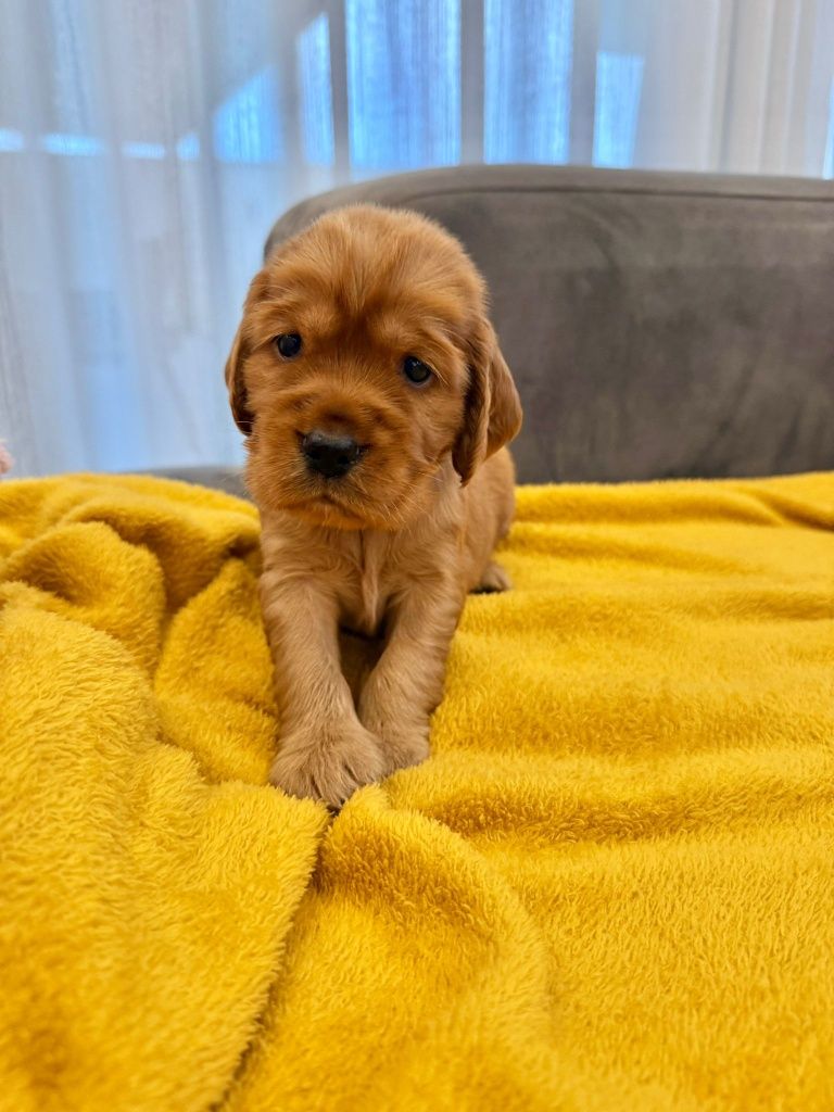 Cocker menino top