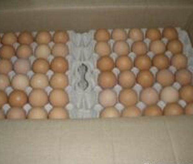 Інкубаційні яйця м‘ясо -яєчні