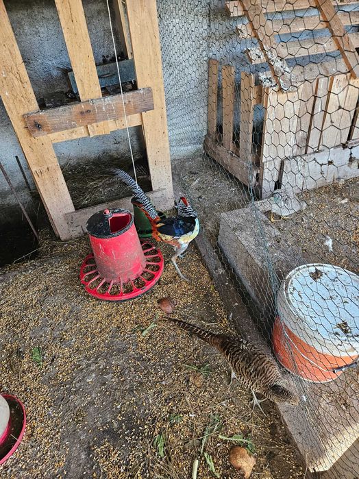 Faisão, gigi, lady,dourado
