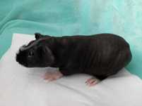 Piękna świnka skinny ,Cavia domowa ,cudowny prosiaczek.