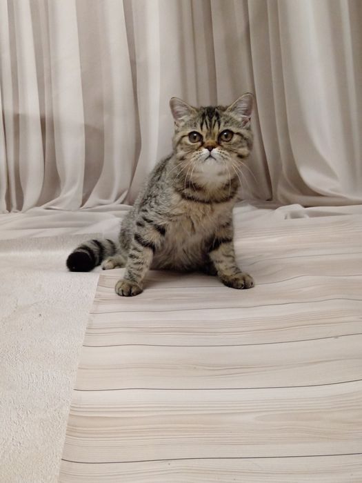 Екзотична  короткошерстна ерстна