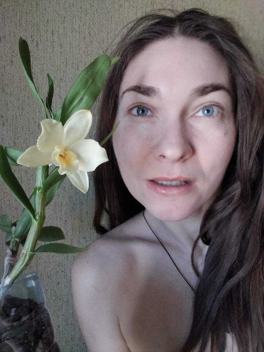 Приму в подарок с благодарностью дендробиум нобиле орхидею