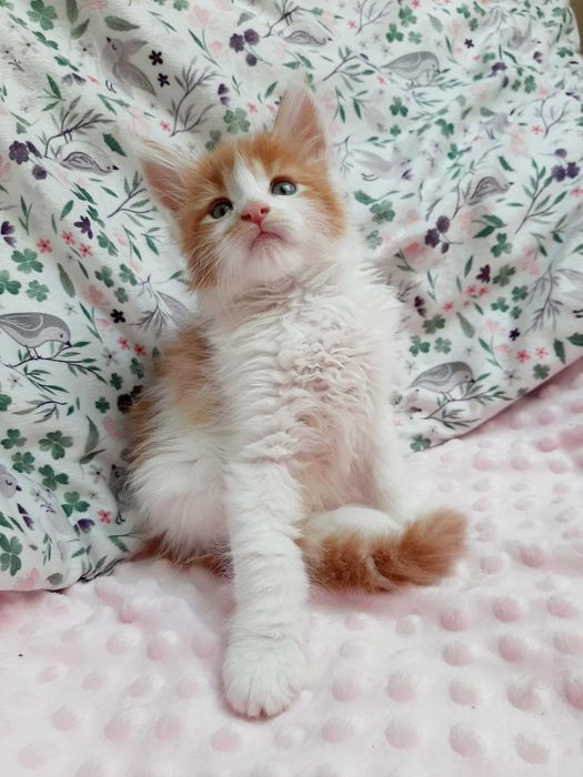 Maine Coon białe i kolorowe kocięta FPL FIFe Kraków ZAPOWIEDŹ MIOTU