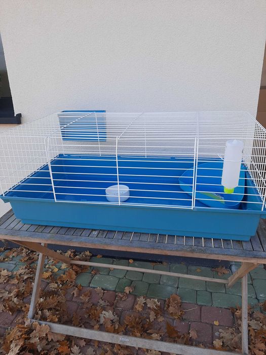 Króliki baranek miniaturka karzełek mini lop