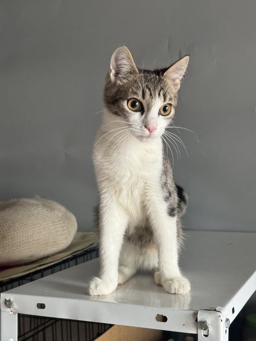 Кошеня в добрі руки