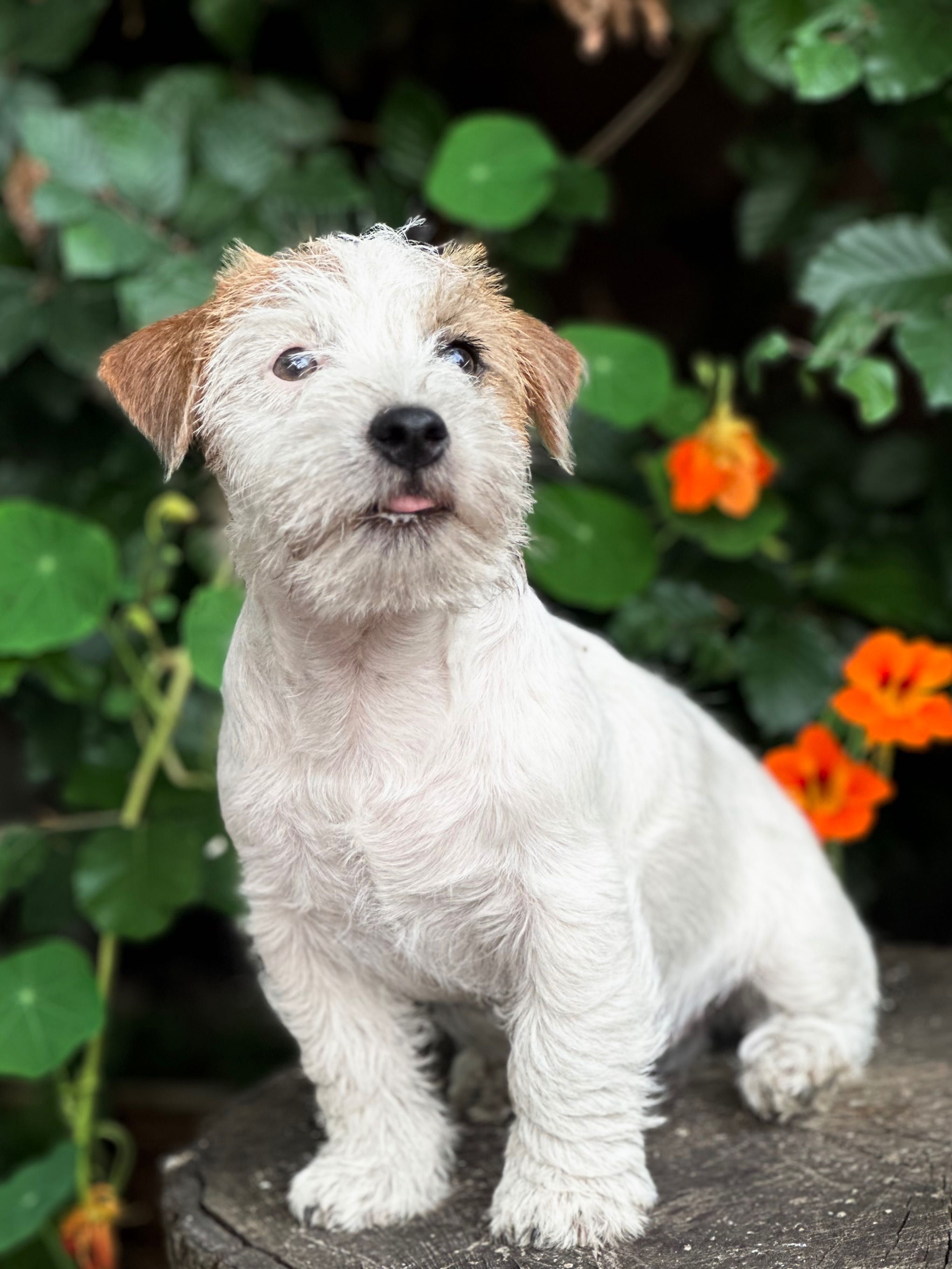 Jack Russell Terrier