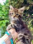 Котенок Мейн -Кун 2,5 мес