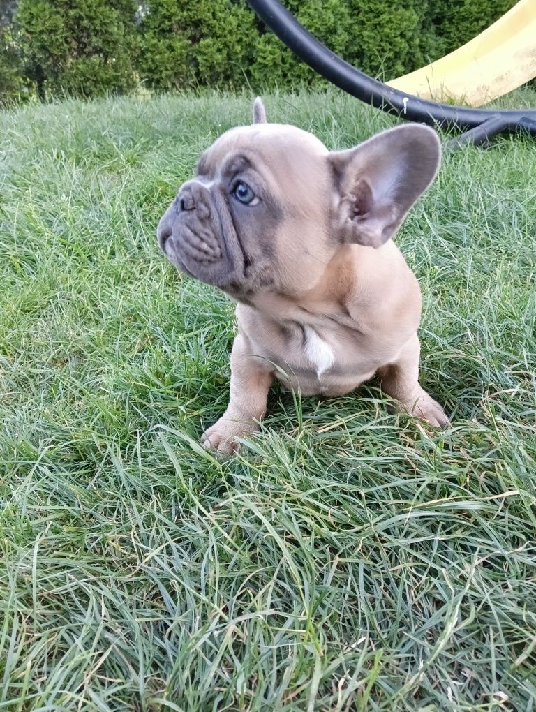 Buldog Francuski Śliczny Szczeniak