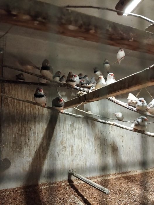 Zeberki amadyny od 20 zł