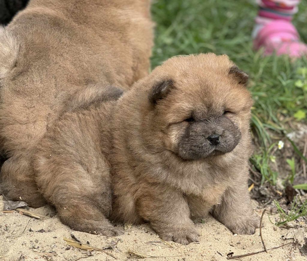 Chow chow szczeniak blue ekstra klasa