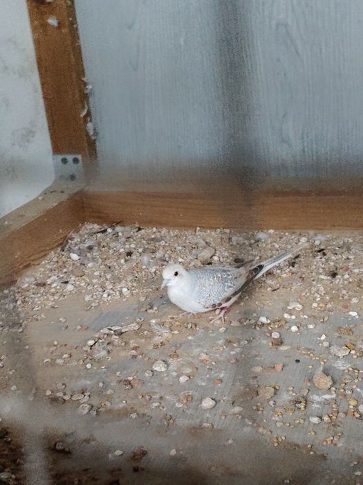 Gołąbki diamentowe