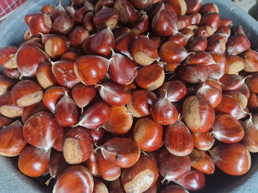 Castanha de bom calibre