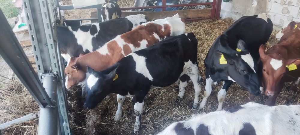 Byczki i jałówki 13 sztuk cielaki żarłaki odpojone polskie hf i miesz