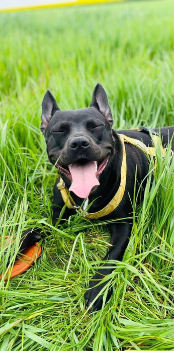 Sunia mix amstaffa do adopcji