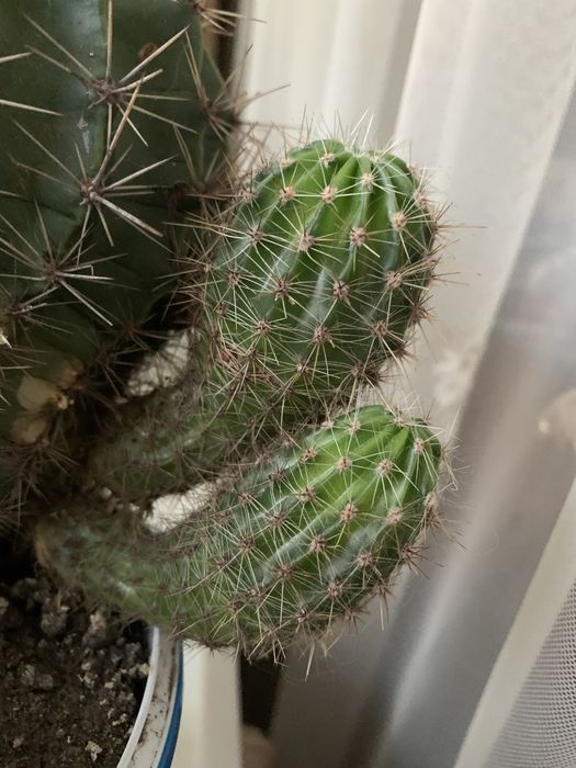 дітки кактуса кактус