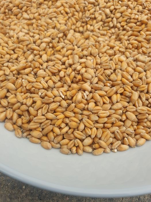 Pszenica ozima Intuicja