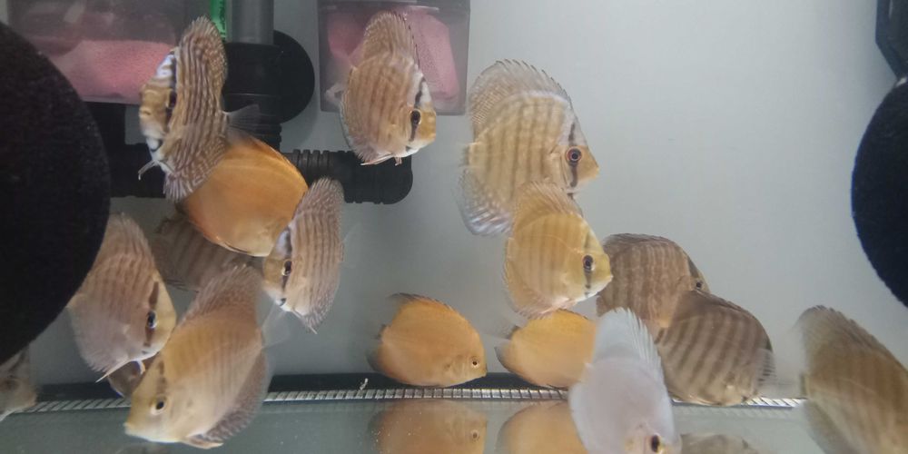 GB Dyskowce blue diamond 4 - 4.5cm