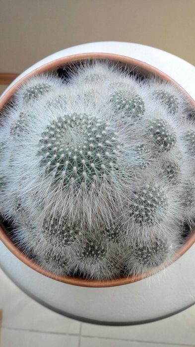 Кактус Rebutia senilis