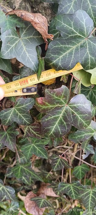 Drzewo Orzech Wloski